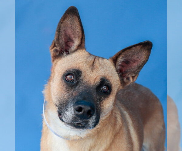 Medium Photo #1 German Shepherd Dog-Unknown Mix Puppy For Sale in Pasadena, CA, USA