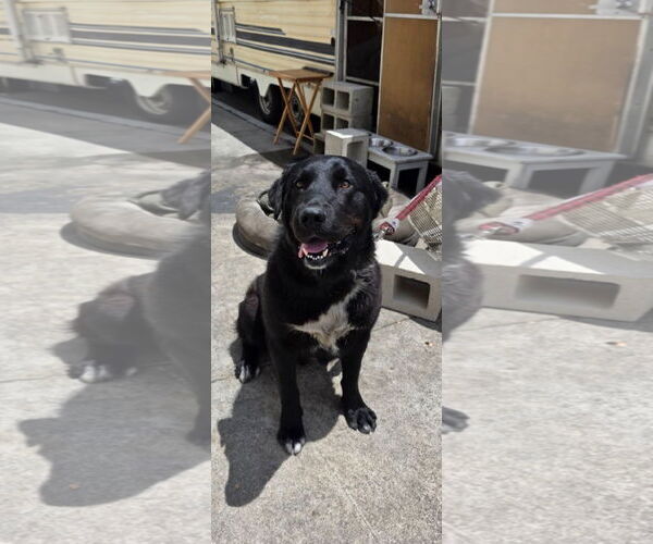 Medium Photo #6 Labrador Retriever-Unknown Mix Puppy For Sale in San Diego, CA, USA