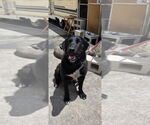 Small #5 Labrador Retriever Mix