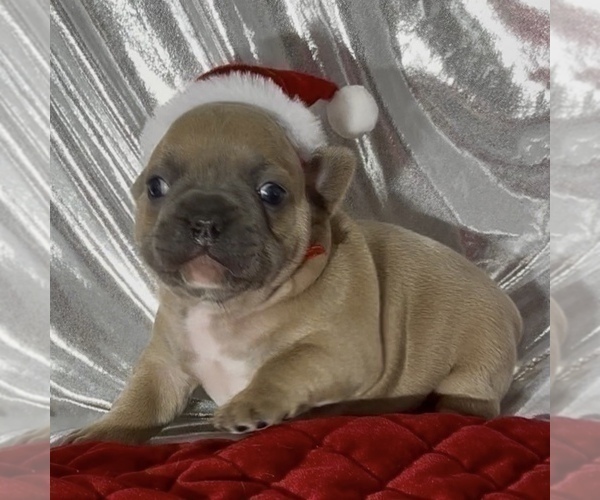 Medium Photo #4 French Bulldog Puppy For Sale in WEXFORD, PA, USA
