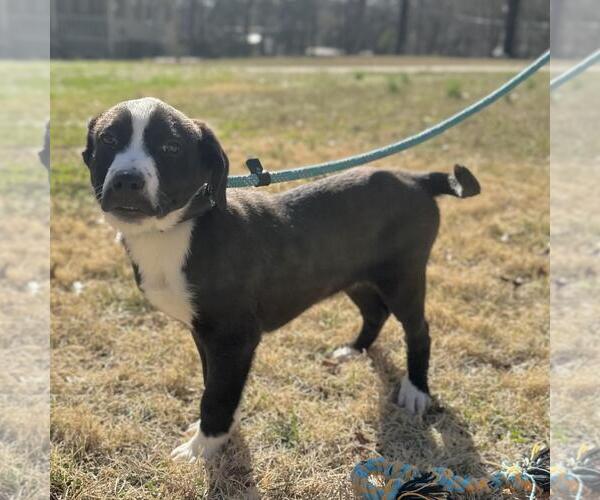 Medium Photo #4 Labrador Retriever-Unknown Mix Puppy For Sale in Yardley, PA, USA