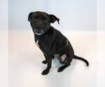 Small #5 Labrador Retriever Mix