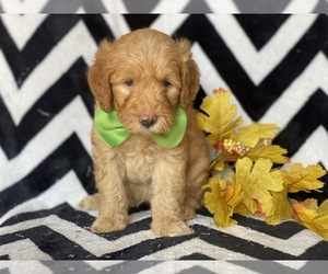 Double Doodle Puppy for sale in CEDAR LANE, PA, USA