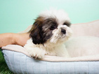 Small Photo #5 Shih Tzu Puppy For Sale in LA MIRADA, CA, USA