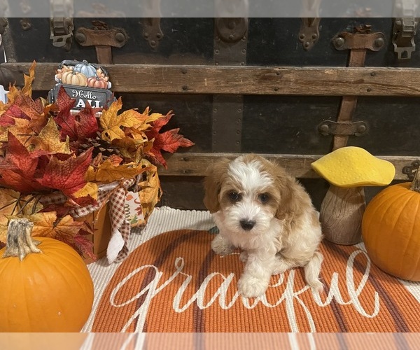Medium Photo #4 Cavapoo Puppy For Sale in FULTON, KS, USA