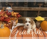 Small #3 Cavapoo