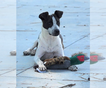 Small #1 American Pit Bull Terrier Mix