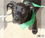 Small #13 Labrador Retriever Mix