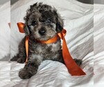 Small Photo #2 Bichpoo Puppy For Sale in REIDSVILLE, NC, USA