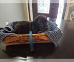 Puppy Blue Great Dane