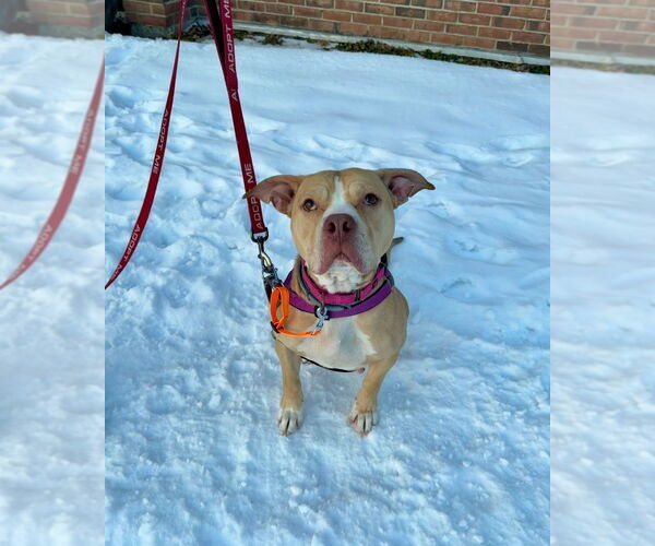 Medium Photo #6 Mutt Puppy For Sale in Gloversville, NY, USA