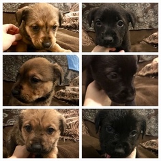 labrottie puppies for sale near me