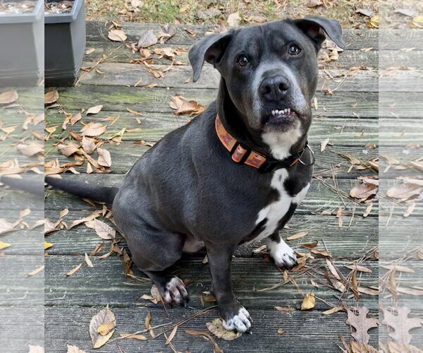 Medium Photo #7 American Staffordshire Terrier-Labrador Retriever Mix Puppy For Sale in Holly Springs, NC, USA