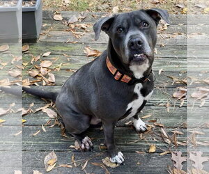 Cooper - Male American Staffordshire Terrier-Labrador Retriever Mix Dog for Adoption - Photo #7