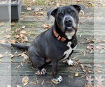 Small #6 American Staffordshire Terrier-Labrador Retriever Mix