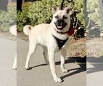Small Pug-Shiba Inu Mix