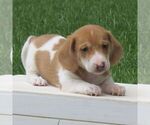 Smores - Male Dachshund Puppy for Sale - Photo #2