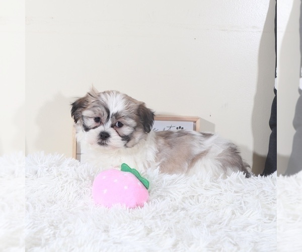 Medium Photo #3 Zuchon Puppy For Sale in MOUNT VERNON, OH, USA