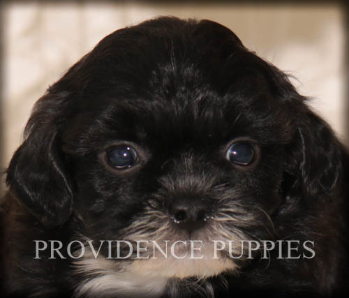 Medium Photo #16 ShihPoo Puppy For Sale in COPPOCK, IA, USA