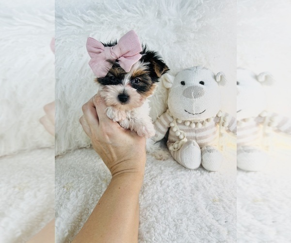 Medium Photo #4 Yorkshire Terrier Puppy For Sale in TAMPA, FL, USA