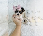 Small #3 Yorkshire Terrier