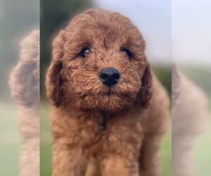 Goldendoodle (Miniature) Puppy for sale in BATTLE GROUND, WA, USA