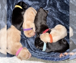 Chow Chow Litter for sale in London, Ontario, Canada
