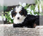 Small #4 Bernedoodle (Miniature)