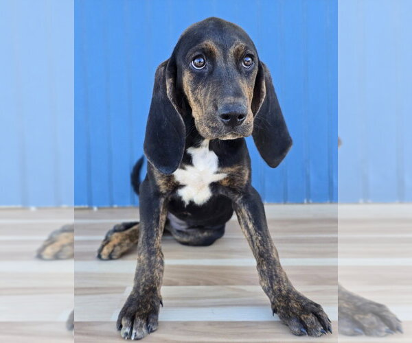 Medium Photo #2 Plott Hound Puppy For Sale in Lakewood, CO, USA