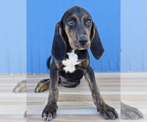 Beretta - Female Plott Hound Dog for Adoption - Photo #2
