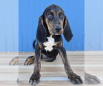 Small Photo #2 Plott Hound Puppy For Sale in Lakewood, CO, USA