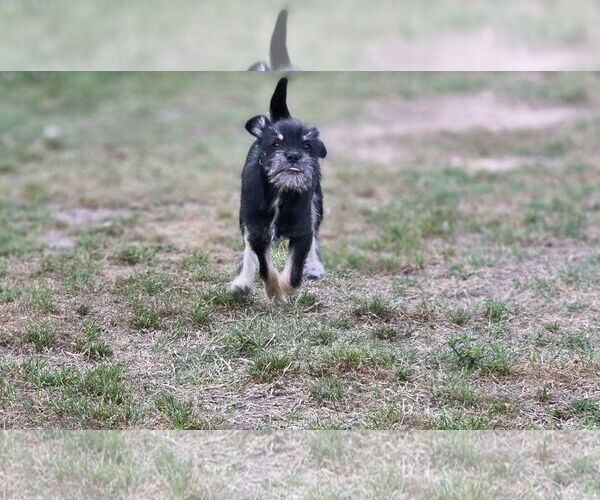 Medium Photo #4 Mutt Puppy For Sale in Rosenberg, TX, USA