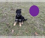 Small Photo #2 German Shepherd Dog Puppy For Sale in BOLIVAR, MO, USA