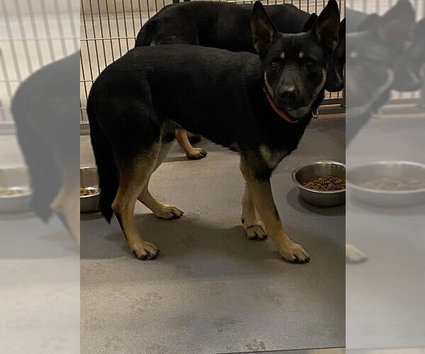 Medium Photo #1 German Shepherd Dog-Unknown Mix Puppy For Sale in Modesto, CA, USA