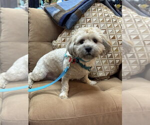 Shih Tzu-Unknown Mix Dogs for adoption in Mundelein, IL, USA