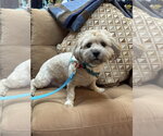 Small Shih Tzu Mix