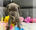 Small #2 Neapolitan Mastiff