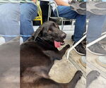 Small #3 Labrador Retriever Mix