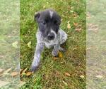 Small Photo #16 Australian Cattle Dog Puppy For Sale in NEW YORK MILLS, MN, USA