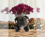 Small #1 French Bulldog