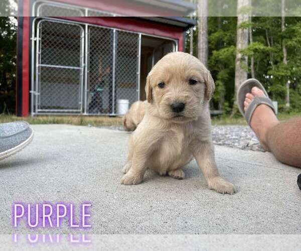 Medium Photo #7 Golden Retriever Puppy For Sale in OLIVER SPRINGS, TN, USA