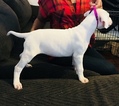 Small Photo #14 Dogo Argentino Puppy For Sale in LUTZ, FL, USA