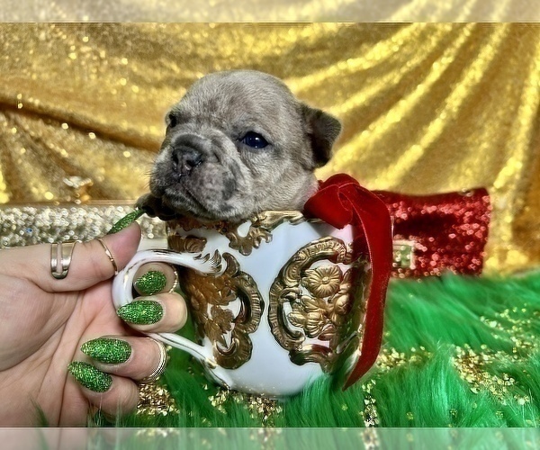 Medium Photo #107 French Bulldog Puppy For Sale in HAYWARD, CA, USA