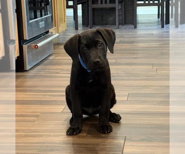 Medium Photo #9 Labrador Retriever-Unknown Mix Puppy For Sale in San Diego, CA, USA