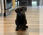 Small #8 Labrador Retriever Mix