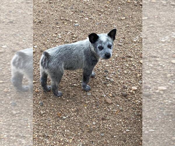 Medium Photo #1 Australian Cattle Dog Puppy For Sale in BRIGGSDALE, CO, USA