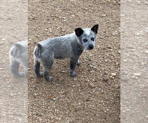Australian Cattle Dog Puppy for sale in BRIGGSDALE, CO, USA