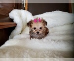 Small Photo #8 Morkie Puppy For Sale in SANTA CLARITA, CA, USA