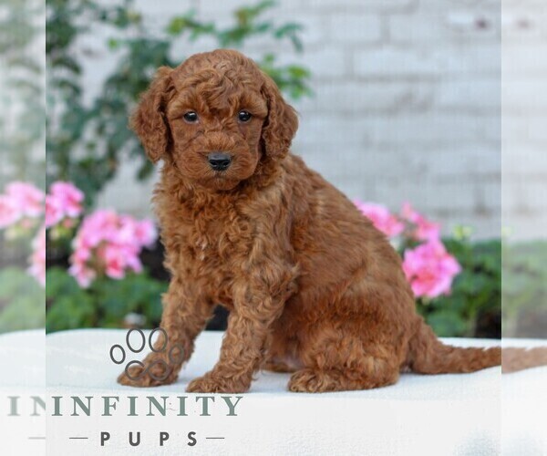 Medium Photo #4 Goldendoodle (Miniature) Puppy For Sale in LITITZ, PA, USA