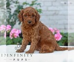Small #3 Goldendoodle (Miniature)